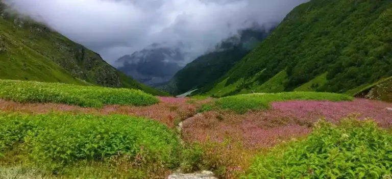 Vally of flowers most beautiful treks in india